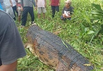 Buaya yang menerkam anak berusia 10 tahun saat dilumpuhkan dan dibawa ke darat. (dok. Instagram @indoflasligt)