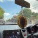 Tangkapan layar durian menjadi pengharum mobil. (dok. Tiktok @eatpartner_)