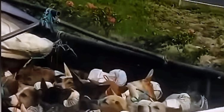 Tangkapan layar video viral ratusan anjing dibawa truk masuk ke Jateng. (dok. istimewa)