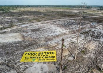 Lahan food estate di Gunung Mas, Kalimantan Tengah. Untuk program food estate, Jokowi melalui Menteri Pertahanan Prabowo Subianto, membabat ratusan hektare hutan di Gunung Mas.