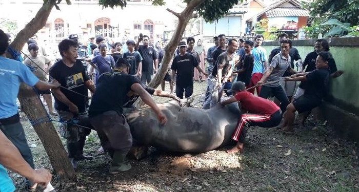 Sapi kurban Presiden Jokowi bangkit lagi setelah disembelih (dok. istimewa)