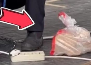 Viral video kucing liar di GBK dimasukkan ke dalam karung plastik (dok. istimewa)