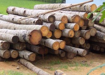 Polda Jateng Tangkap Komplotan Pencuri Kayu di Hutan Pati, 5 Tersangka Ditahan