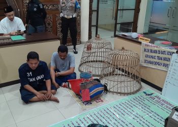 Polisi Gerebek Arena Sabung Ayam di Genuk, Satu Bandar Jadi Tersangka