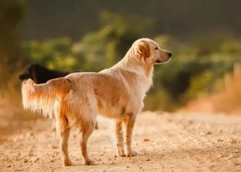 Polisi Gagalkan Penyelundupan Puluhan Anjing Diduga untuk Konsumsi di Banyumas