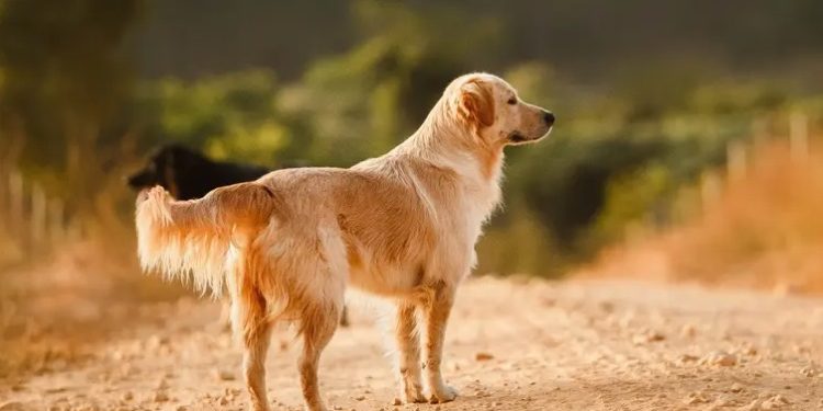 Polisi Gagalkan Penyelundupan Puluhan Anjing Diduga untuk Konsumsi di Banyumas