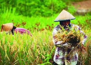 Ilustrasi petani (dok. istimewa)