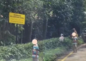 Pengunjung Taman Safari keluar mobil dan mendekati hewan liar (dok. istimewa)