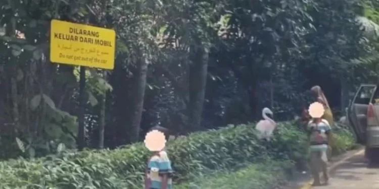 Pengunjung Taman Safari keluar mobil dan mendekati hewan liar (dok. istimewa)