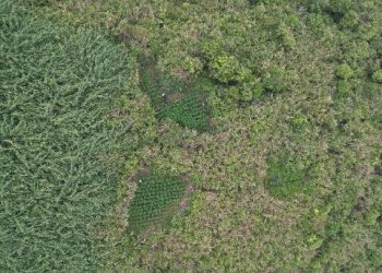 Temuan ladang ganja di Bromo (dok. istimewa)