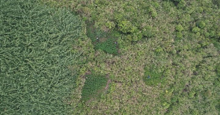 Temuan ladang ganja di Bromo (dok. istimewa)