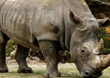 Badak Jawa (dok. BKSDA Jawa Timur)