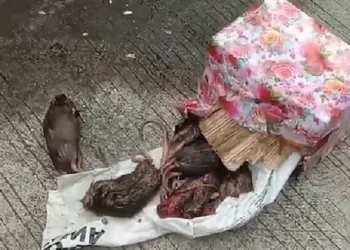 Kantor redaksi Tempo mendapat teror kiriman bangkai tukus (dok. istimewa)