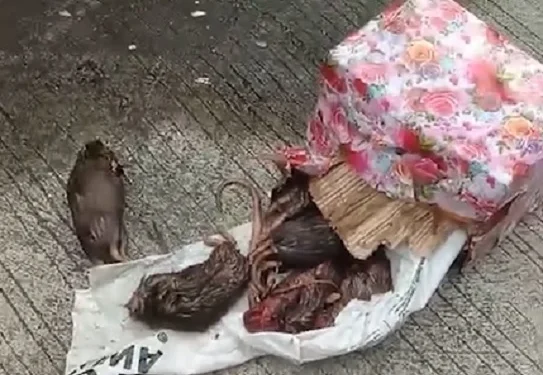 Kantor redaksi Tempo mendapat teror kiriman bangkai tukus (dok. istimewa)