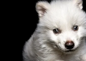 Serigala purba ciptaan ilmuan (dok. istimewa)