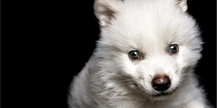 Serigala purba ciptaan ilmuan (dok. istimewa)