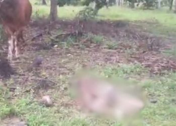 Seorang pria di Luwu Timur tewas setelah diseret dan ditanduk sapi peliharaannya sejauh 50 meter. (dok. istimewa)