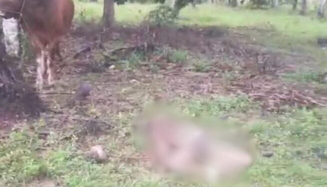 Seorang pria di Luwu Timur tewas setelah diseret dan ditanduk sapi peliharaannya sejauh 50 meter. (dok. istimewa)