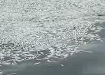 Ribuan ikan di tambak mati akibat keracunan limbah di Semarang (dok. istimewa)