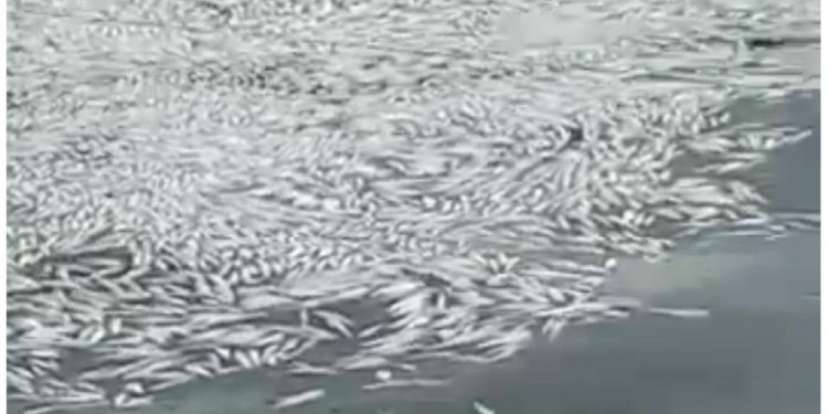 Ribuan ikan di tambak mati akibat keracunan limbah di Semarang (dok. istimewa)