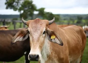 Penjualan hewan kurban anjlok (dok. istimewa)