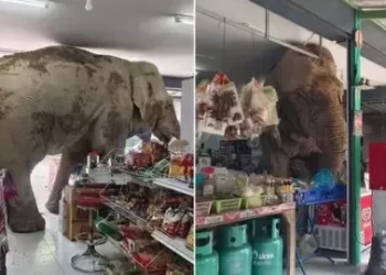 Seekor gajah di Thailand nampak sedang mengambil makanan di toko kelontong (dok. istimewa)