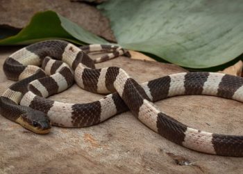 Ular weling gigit bocah hingga koma di Pekalongan (dok. istimewa)