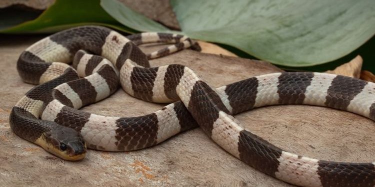 Ular weling gigit bocah hingga koma di Pekalongan (dok. istimewa)