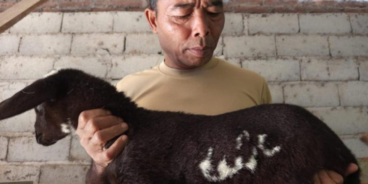 Viral kambing lafaz Allah di Temanggung, Jawa Tengah (dok. istimewa)