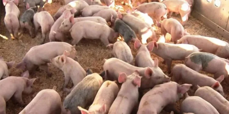 Ilustrasi peternakan babi (dok. istimewa)