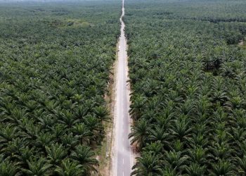 Perkebunan sawit di Sumatera (dok. National Geographic)
