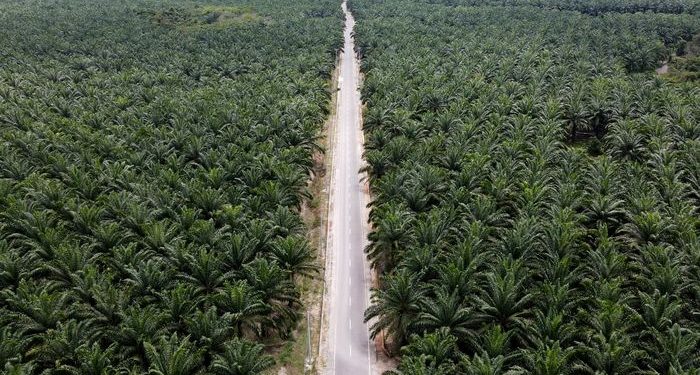 Perkebunan sawit di Sumatera (dok. National Geographic)
