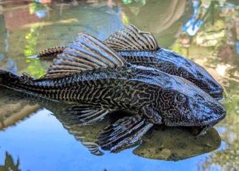 Ikan Sapu-sapu di Sungai Ciliwung (dok. istimewa)