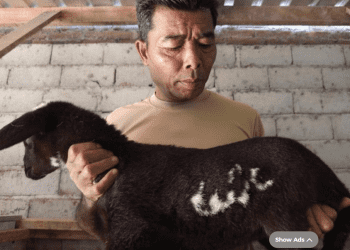 Viral kambing lafaz Allah di Temanggung, Jawa Tengah (dok. istimewa)