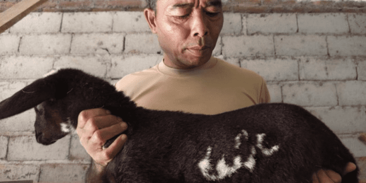 Viral kambing lafaz Allah di Temanggung, Jawa Tengah (dok. istimewa)