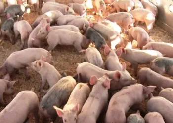 Ilustrasi peternakan babi (dok. istimewa)