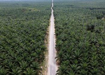 Perkebunan sawit di Sumatera (dok. National Geographic)